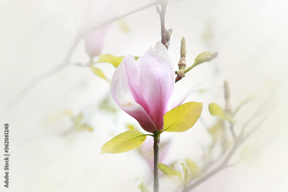 Magnolia flower against white sky background
Magnolia flower against white sky background