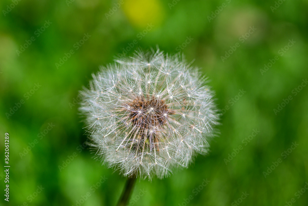 Dandelion Blowball