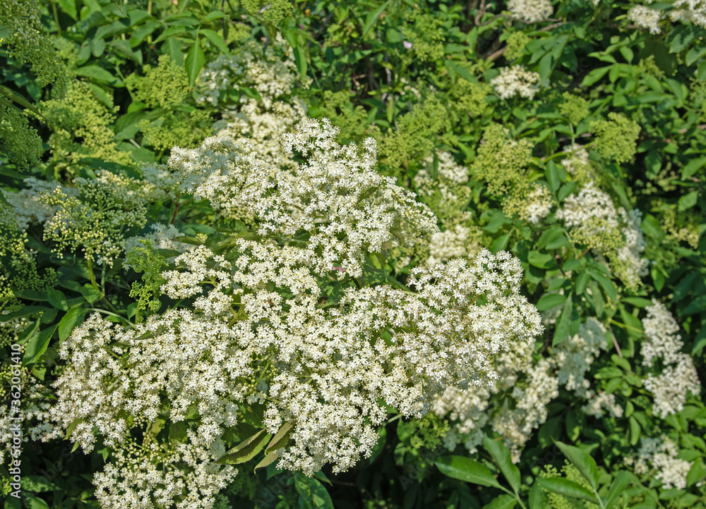 Blühender Holunder,Sambucus nigra,im Frühling Blühender Holunder,Sambucus nigra,im Frühling