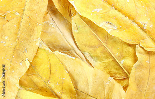 Autumn yellow leaves background. Texture 