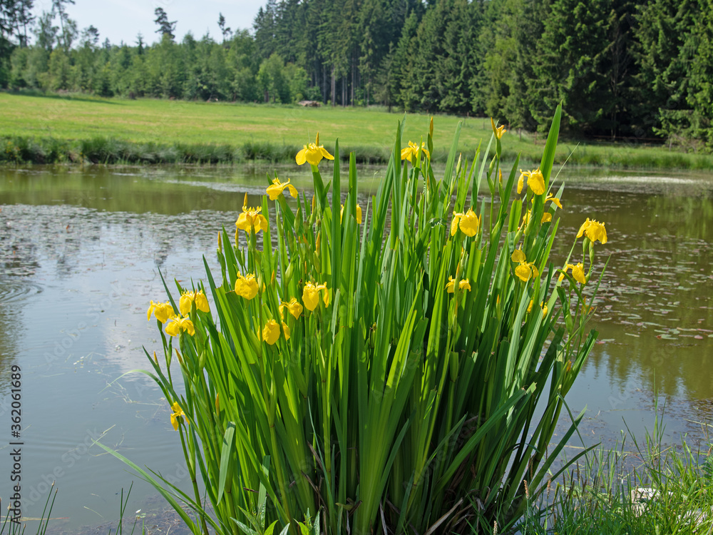 Blühende Sumpfschwertlilie,Iris pseudacorus,im Teich am Waldrand Stock