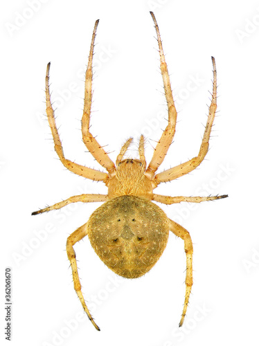 Spider. Close up. Isolated on a white background  © Alexey Protasov