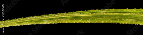 Couch grass, Elymus repens. Surface. Macro. Isolated on a black background  photo