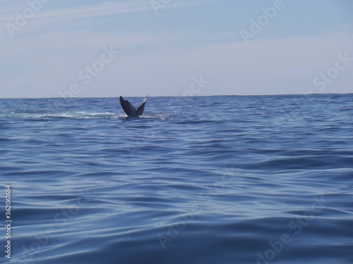 Espectacular cola de ballena en el mar de Cortés  © Sarahi