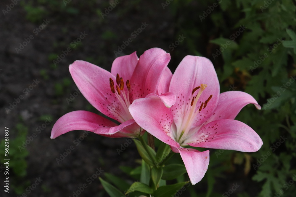 Fototapeta premium two pink lilies on a dark background