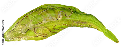 Citrus leaf damaged by Moth Citrus Leafminer, Phyllocnistis citrella, (Lepidoptera: Gracillariidae). Isolated on a white background  photo