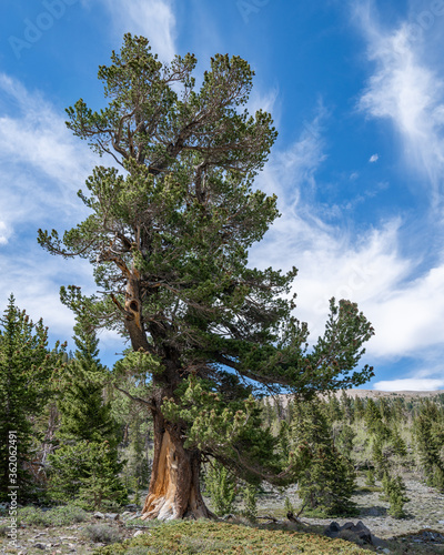 A very old limber pine (Pinus flexilis) grows in an ancient forest near Stella Lake in Great Basin National Park, Snake Range, White Pine County, Nevada photo