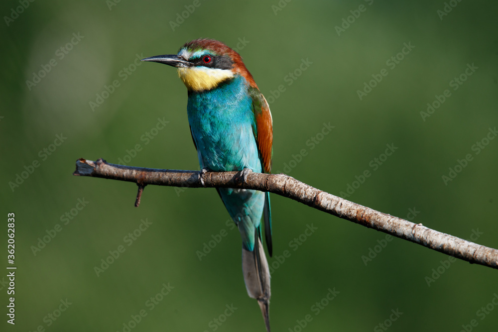 A Golden bee eater sits on a branch on a green background