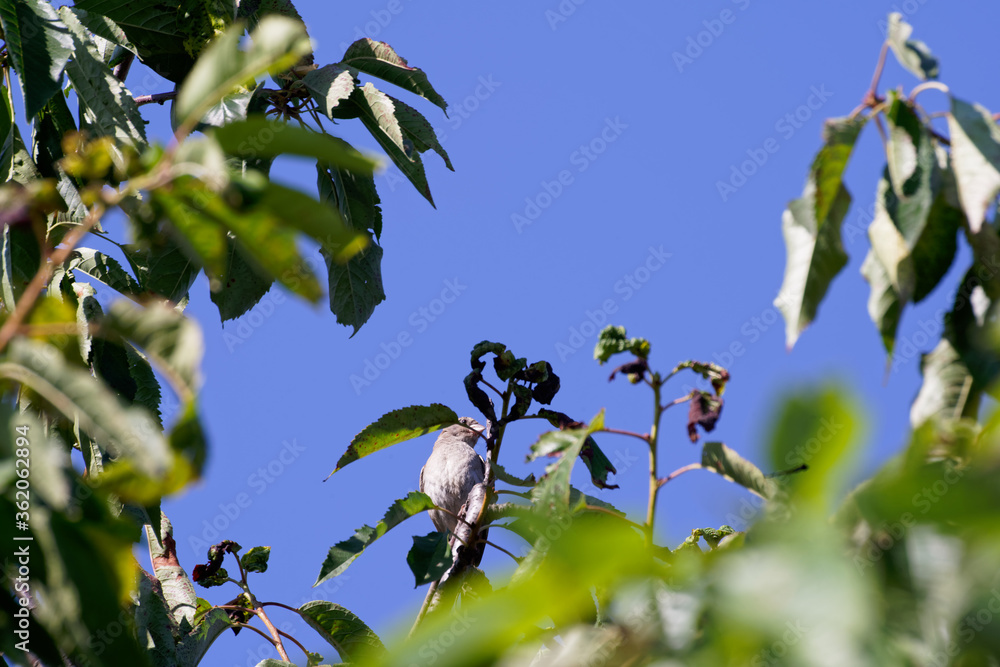 Fototapeta premium Sparrow sits on the branches of a cherry tree.