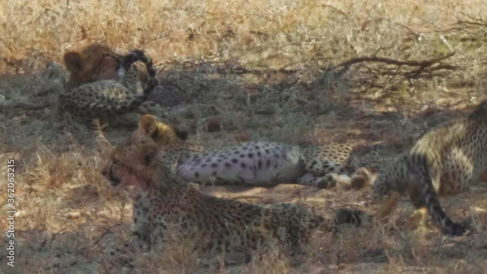 Young Southeast African Cheetah cubs laying in the shade in the hot Kalahari landscape Young Southeast African Cheetah cubs laying in the shade in the hot Kalahari landscape