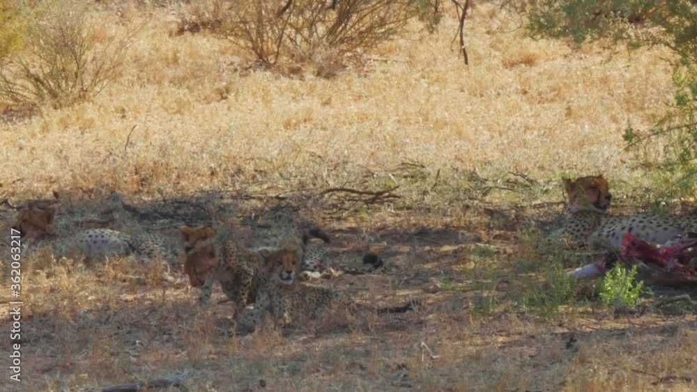 Southeast African Cheetah mother and cubs relaxing in the shade in the sweltering Kalahari heat Southeast African Cheetah mother and cubs relaxing in the shade in the sweltering Kalahari heat