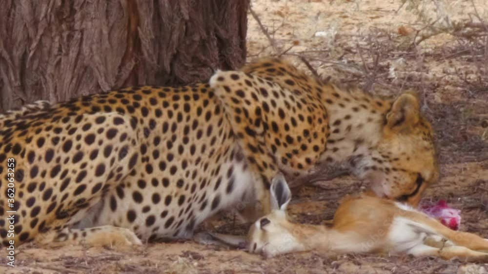Southeast African Cheetah feeds on a springbok carcass in the shimmering heat. Southeast African Cheetah feeds on a springbok carcass in the shimmering heat.