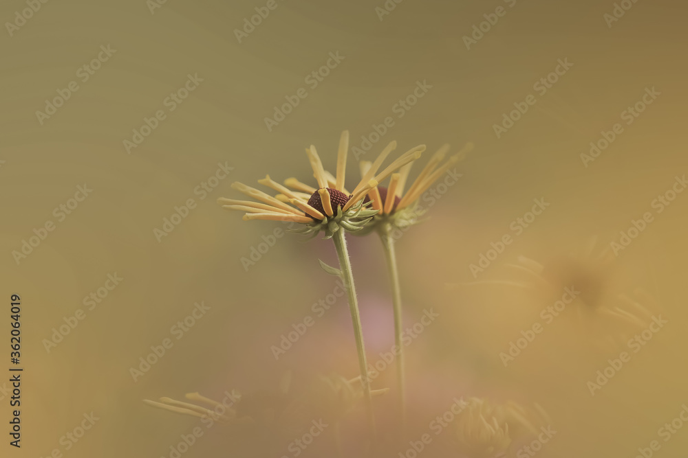 Black eyed Susan flowers in the garden