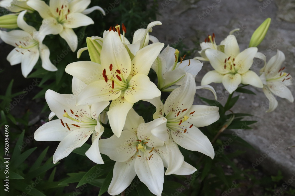 beautiful white lilies for a loved one on a dark background