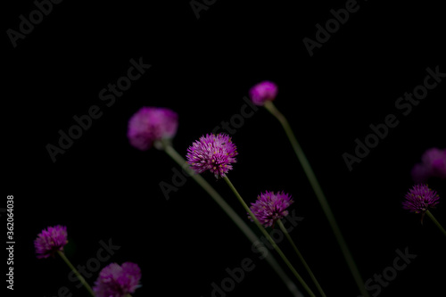 Purple ball flowers on black background photo