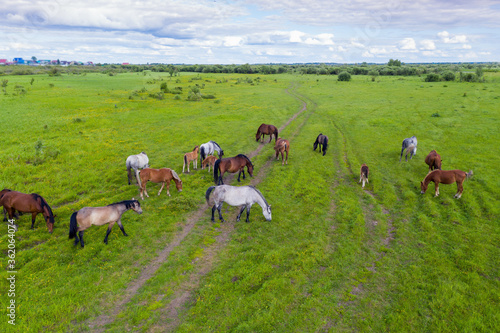 A herd of horses graze in a green meadow along the river © Ravil Sayfullin