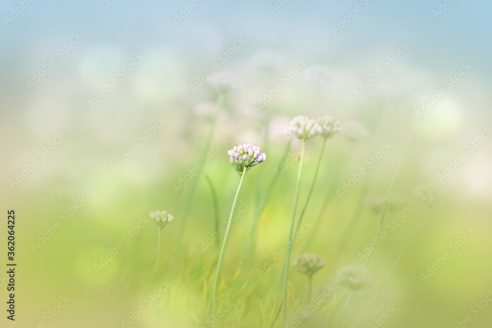 Tiny Allium flower bud in the meadow