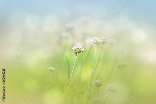 Fototapeta Naklejka Na Ścianę i Meble -  Tiny Allium flower bud in the meadow