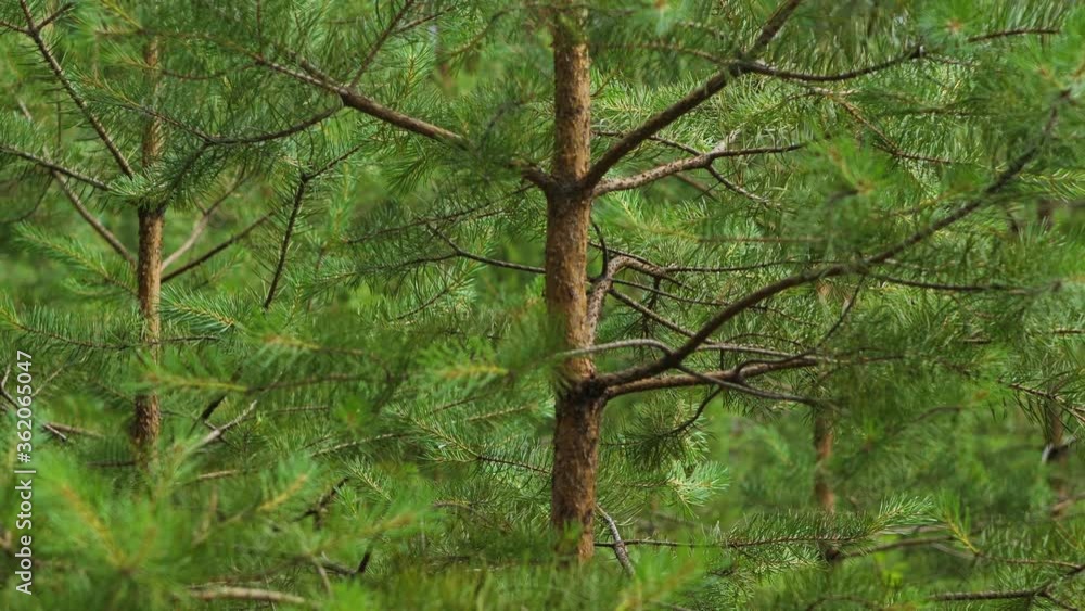 Young pine trees in beautiful summer time Young pine trees in beautiful summer time