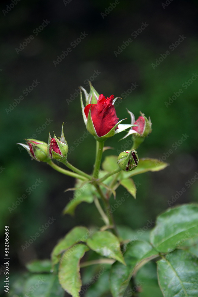 bright, beautiful rose flower, growing in the garden, Sunny day. bright, beautiful rose flower, growing in the garden, Sunny day.