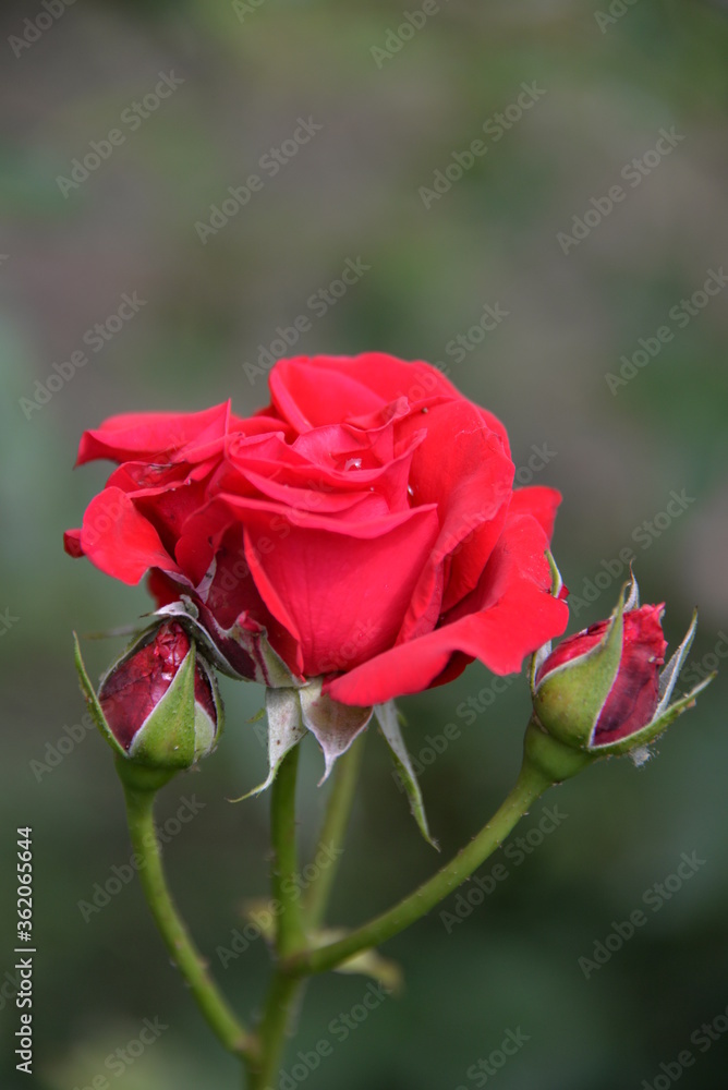 bright, beautiful rose flower, growing in the garden, Sunny day. bright, beautiful rose flower, growing in the garden, Sunny day.
