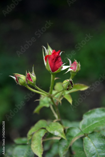 Wallpaper Mural bright, beautiful rose flower, growing in the garden, Sunny day. Torontodigital.ca