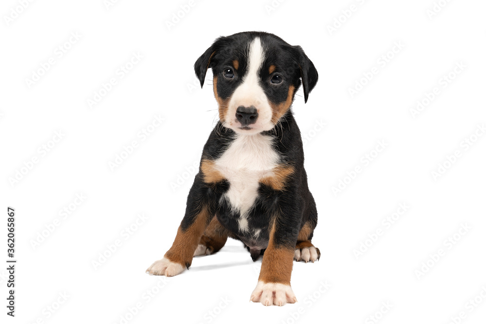 Portrait of a Appenzeller Mountain Sennen Dog pup sitting isolated against a white background Portrait of a Appenzeller Mountain Sennen Dog pup sitting isolated against a white background
