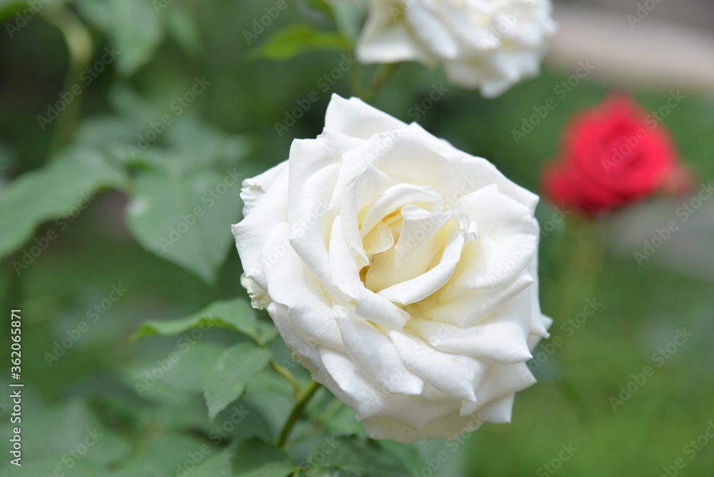 bright, beautiful rose flower, growing in the garden, Sunny day. bright, beautiful rose flower, growing in the garden, Sunny day.