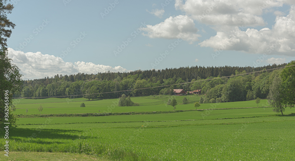 Green fields in beautiful summer sunshine. Small farm and forest in the distance.