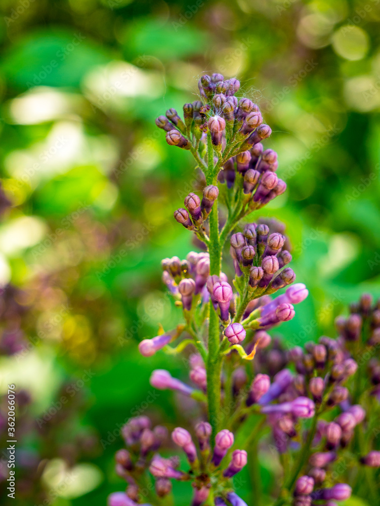Close up of single Lilac bush twig - Syringa vulgaris - just before flowering, with lots of closed buds Close up of single Lilac bush twig - Syringa vulgaris - just before flowering, with lots of closed buds