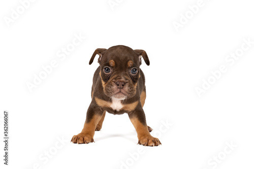 Portrait of an Old English Bulldog puppy standing isolated against a white background