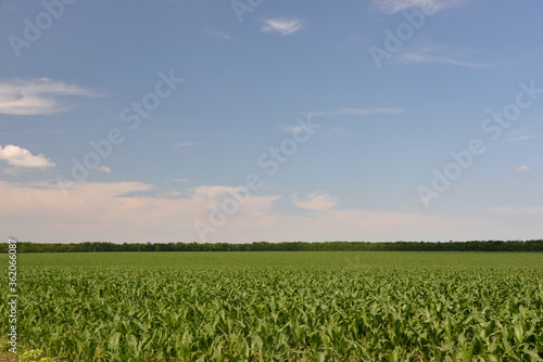 beautiful green field on the background of mountains and beautiful clouds