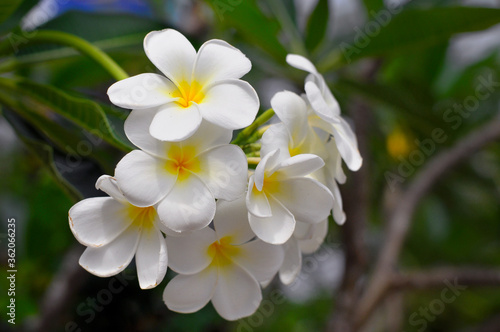 Frangipany White a large bouquet of flowers attached to the branch