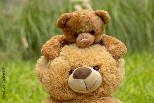 Teddy bear with little bear outdoors © jcfotografo