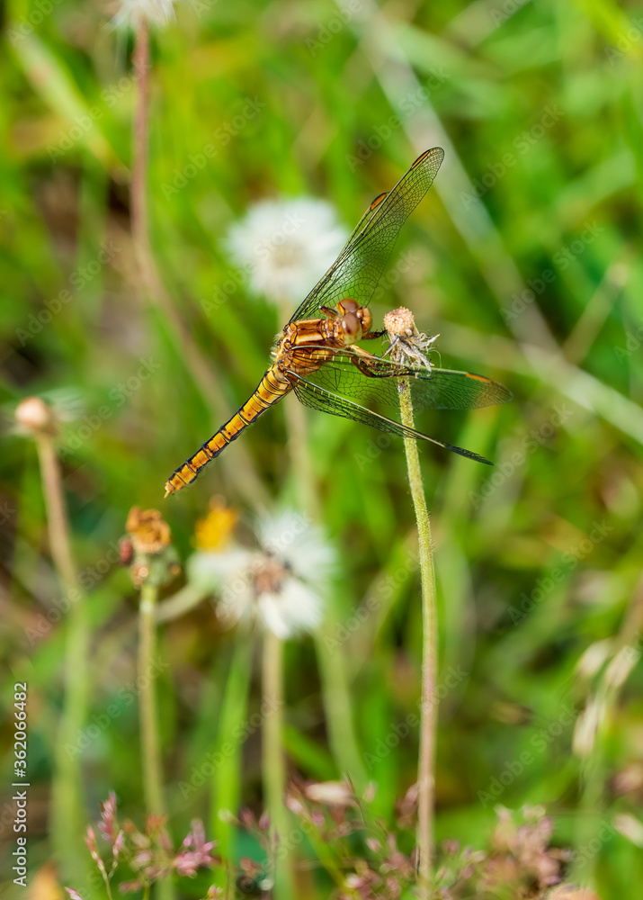 dragonfly on the grass dragonfly on the grass
