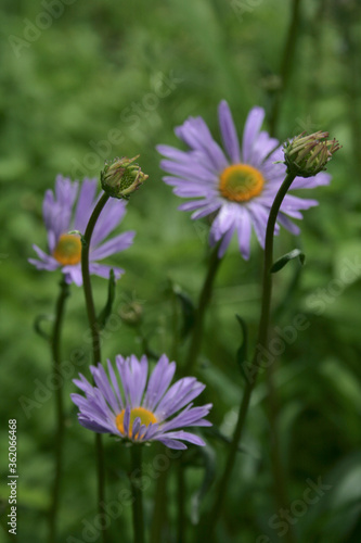 Purple flowers on the green bacstage