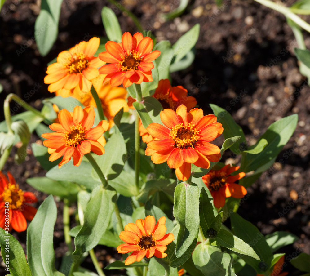 Zinnia angustifolia, Narrowleaf zinnia or creeping zinnia with hemispheric head of flowers with bright orange ray corollas and stems with elliptic leaf Zinnia angustifolia, Narrowleaf zinnia or creeping zinnia with hemispheric head of flowers with bright orange ray corollas and stems with elliptic leaf