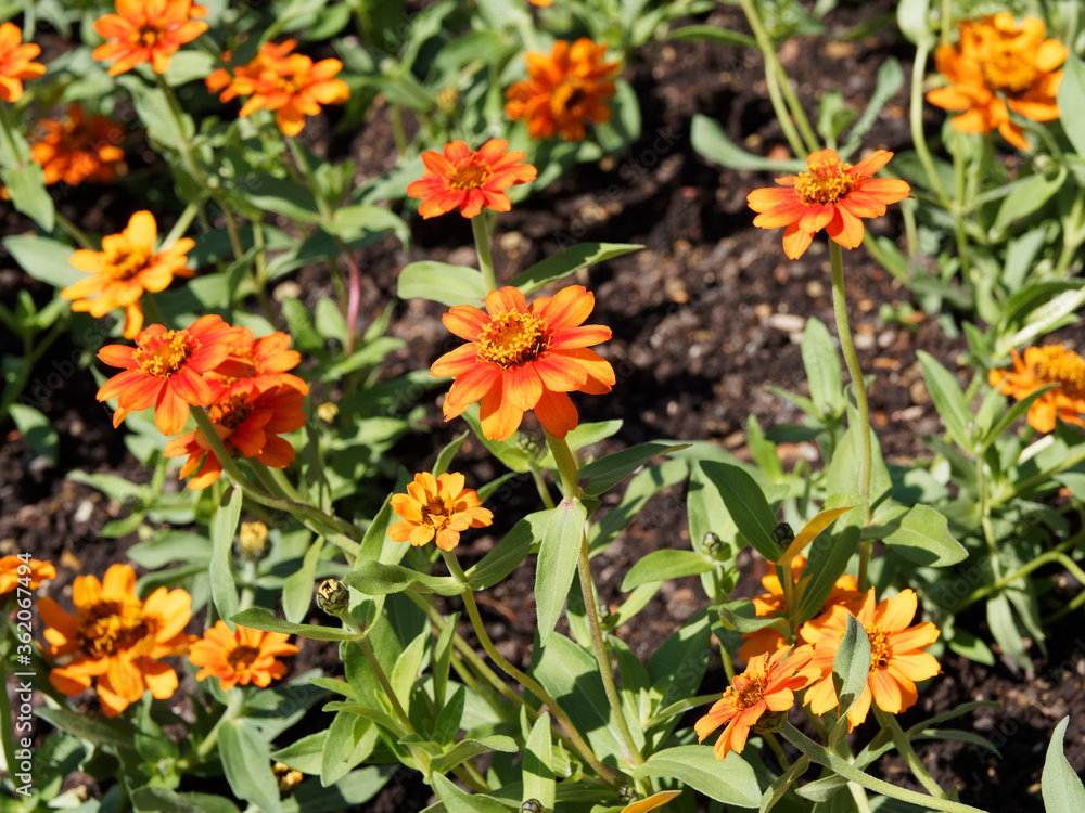 Zinnia angustifolia, Narrowleaf zinnia or creeping zinnia with hemispheric head of flowers with bright orange ray corollas and stems with elliptic leaf Zinnia angustifolia, Narrowleaf zinnia or creeping zinnia with hemispheric head of flowers with bright orange ray corollas and stems with elliptic leaf