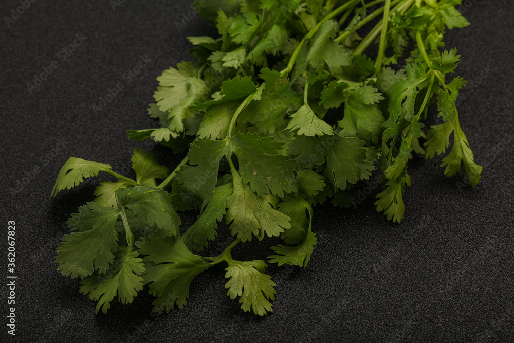 Green coriander or cilanto leaves heap Green coriander or cilanto leaves heap