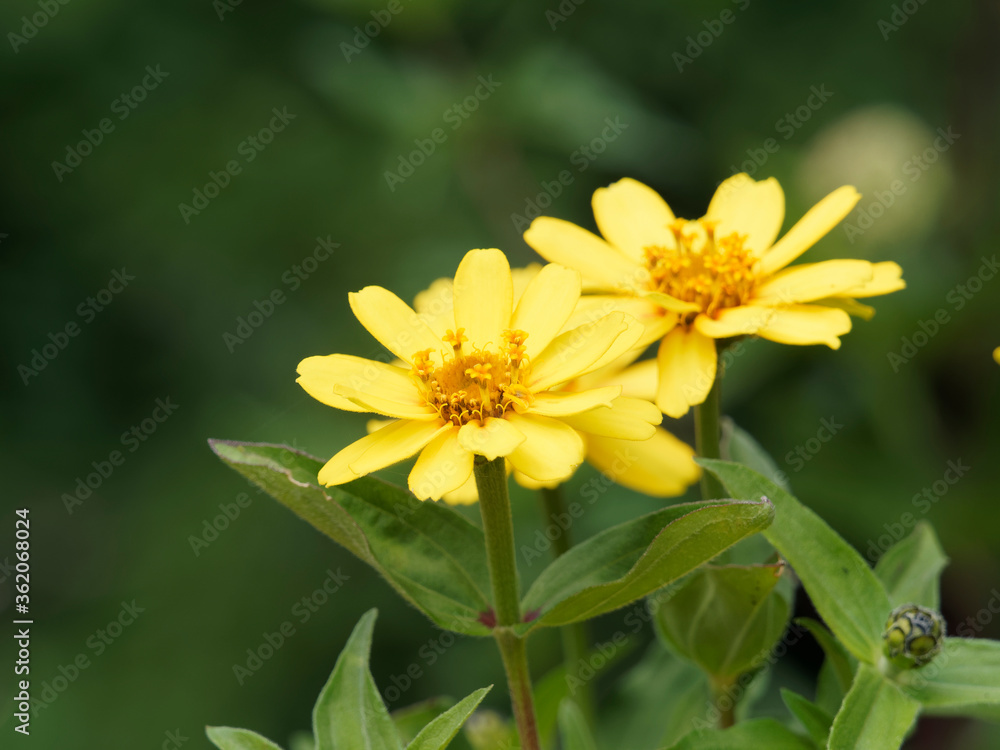 Zinnia angustifolia | Narrowleaf zinnia or creeping zinnia. Close up of yellow flowers heads Zinnia angustifolia | Narrowleaf zinnia or creeping zinnia. Close up of yellow flowers heads