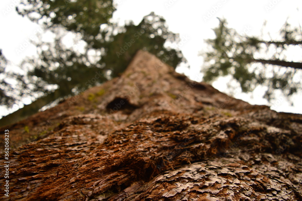 Fototapeta premium The trunk of a sequoia seen from the bottom, near Yosemite Valley