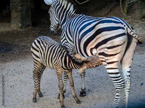 Zebra Mother feeding a baby Zebra  close up