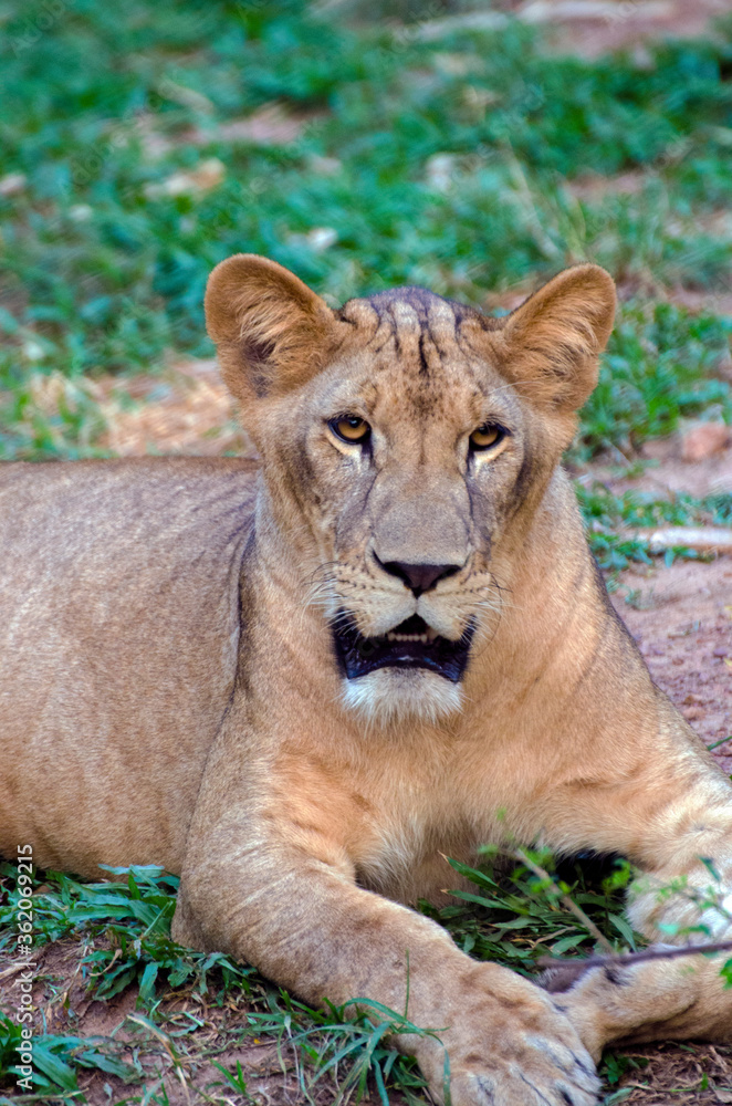 A lioness relaxes on the grass, Close up, A lioness relaxes on the grass, Close up,