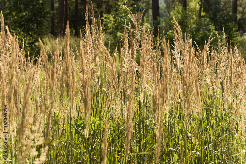 Grass with yellow spikelets. Background from yellow plants and green pines. Street vegetation in the green zone. Summer sunny day. Grass with yellow spikelets. Background from yellow plants and green pines. Street vegetation in the green zone. Summer sunny day.