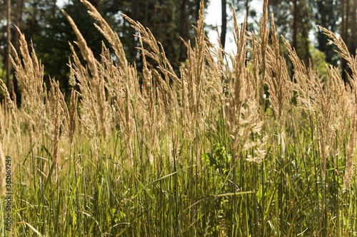 Grass with yellow spikelets. Background from yellow plants and green pines. Street vegetation in the green zone. Summer sunny day.