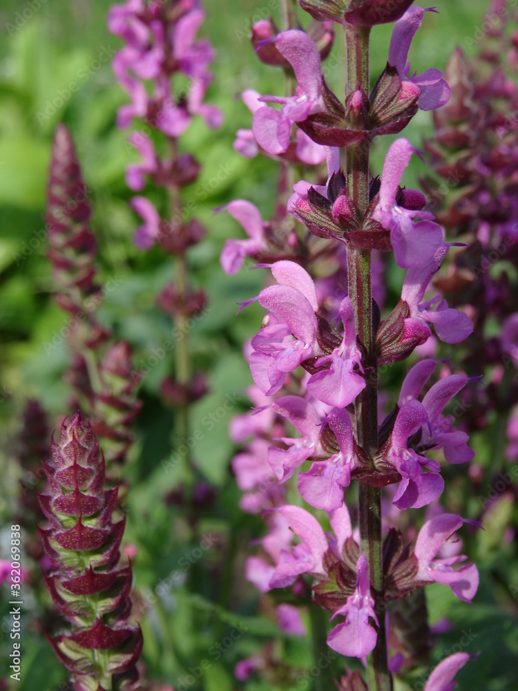 Pink flowers in the garden (the Lamiaceae, commonly known as the mint or deadnettle or sage family). Pink flowers in the garden (the Lamiaceae, commonly known as the mint or deadnettle or sage family).
