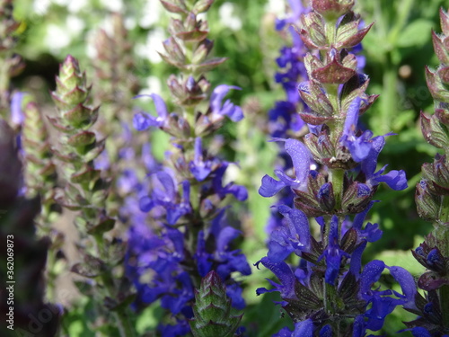 Blue flowers in the garden (the Lamiaceae, commonly known as the mint or deadnettle or sage family).