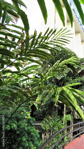tropical fern in the jungle