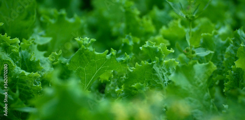 Latek, or Salat (lat. Lactūca) close-up