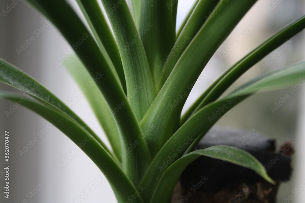 green leaves of indoor plants green leaves of indoor plants